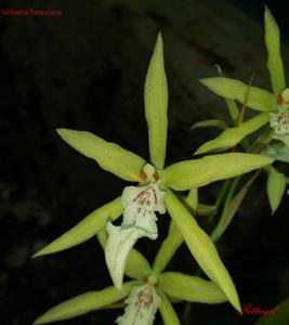 Miltonia flavescens