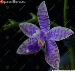 Phalaenopsis lueddemanniana