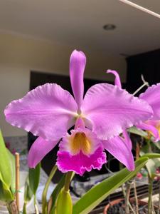 Cattleya gaskelliana