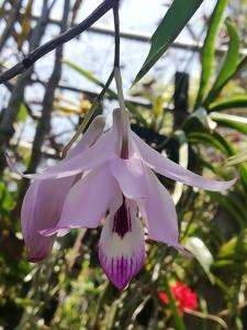 Dendrobium maccarthiae