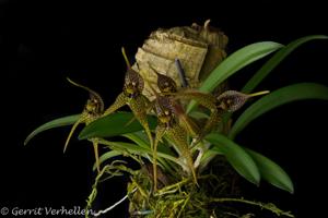 Dryadella cuspidata