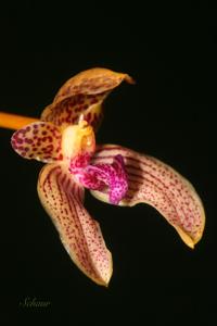 Bulbophyllum anceps