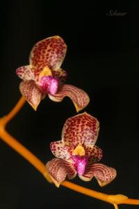 Bulbophyllum anceps