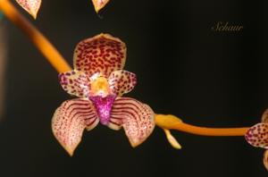 Bulbophyllum anceps