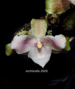 Lycaste brevispatha