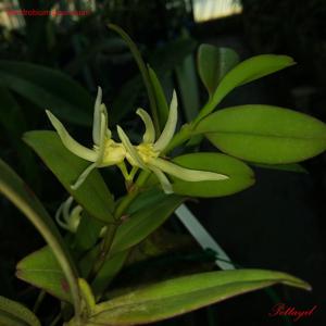 Dendrobium pruinosum
