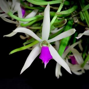 Leptotes bicolor