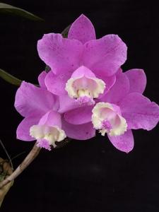 Cattleya loddigesii