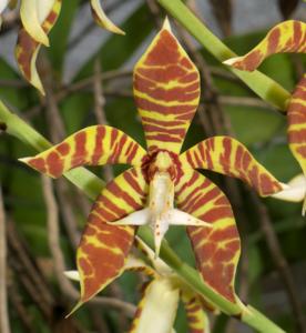 Trichoglottis fasciata