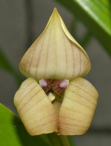Maxillaria egertoniana