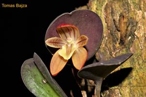 Pleurothallopsis monetalis