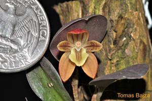Pleurothallopsis monetalis