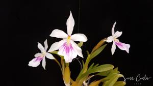 Miltonia spectabilis