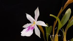 Miltonia spectabilis