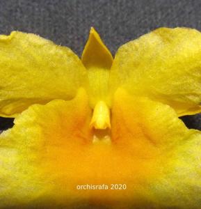 Dendrobium braianense