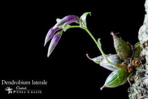 Dendrobium laterale