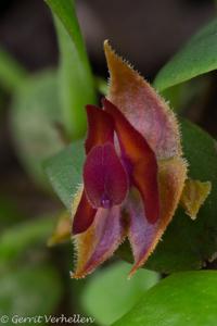 Lepanthes caritensis