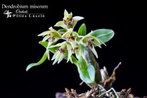 Dendrobium miserum