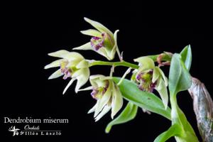 Dendrobium miserum