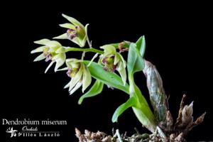 Dendrobium miserum