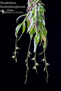 Dendrobium hemimelanoglossum