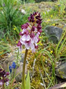 Orchis purpurea