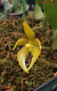 Bulbophyllum hamatipes