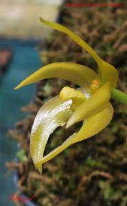 Bulbophyllum hamatipes