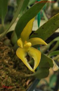 Bulbophyllum hamatipes