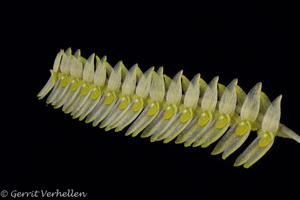 Lepanthopsis floripecten