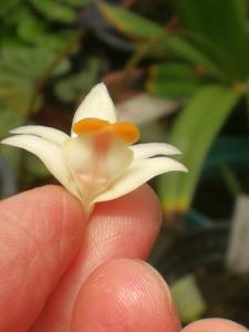 Dendrobium lohokii