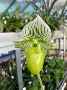 Paphiopedilum hennisianum