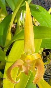 Bulbophyllum lobbii