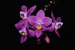 Phalaenopsis equestris