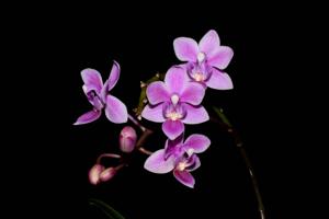 Phalaenopsis equestris