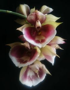 Catasetum pileatum