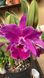 Cattleya jenmanii