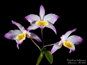 Dendrobium findlayanum