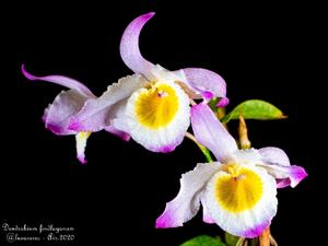 Dendrobium findlayanum