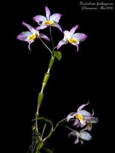 Dendrobium findlayanum