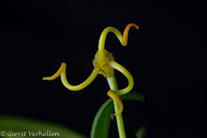 Masdevallia caudivolvula