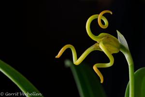 Masdevallia caudivolvula