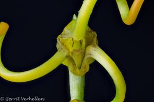 Masdevallia caudivolvula