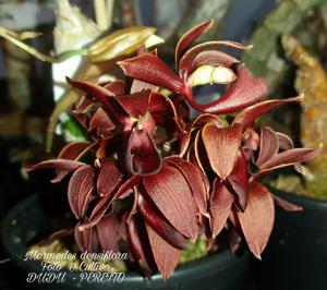 Mormodes densiflora