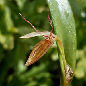 Pleurothallis nuda