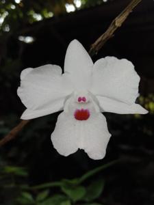 Dendrobium annae