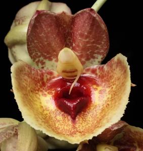 Catasetum expansum