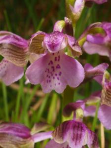 Anacamptis morio