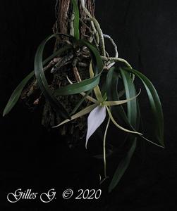 Angraecum elephantinum