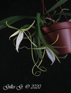 Angraecum elephantinum